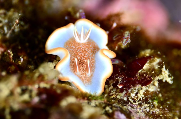 キャラメル　スミガイ　サクラミノ