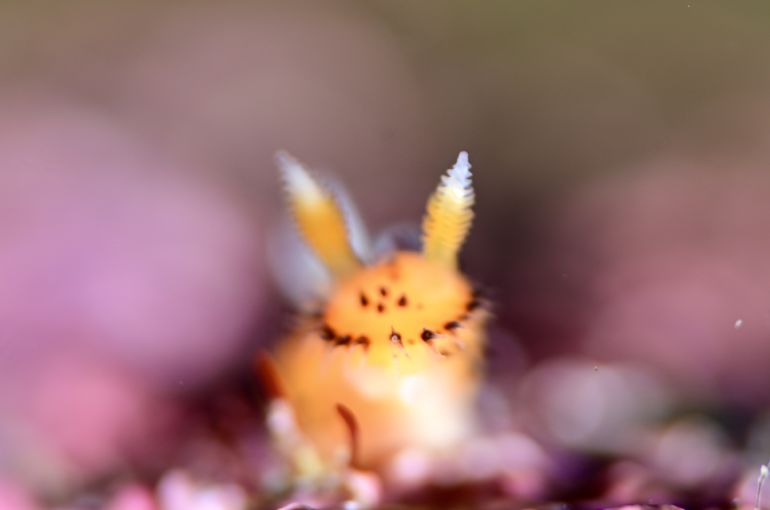 ダイビング　ウミウシ　ツアー