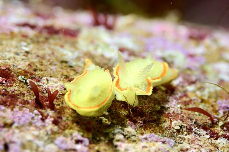 キャノン　ニコン　オリンパス