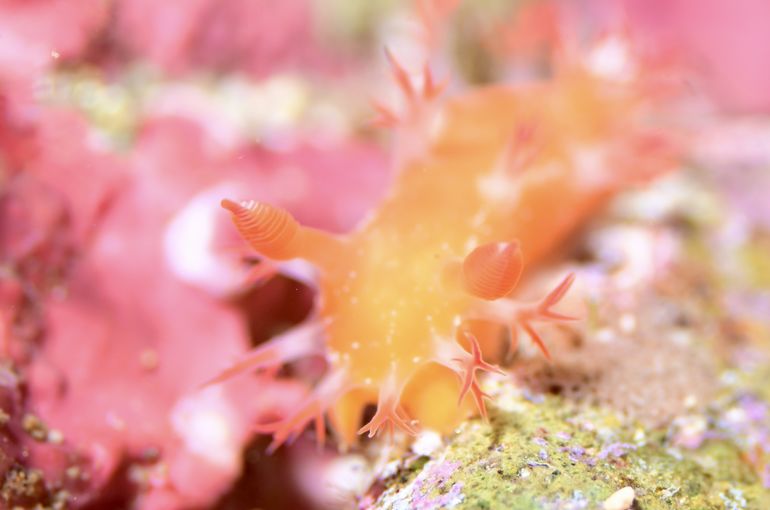 ダイビング　加須　雲見