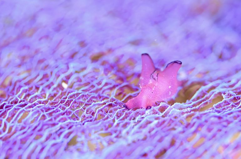 ウミウシ　撮影　カメラ