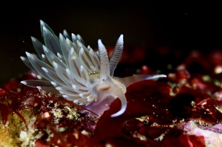 キャノン　ニコン　オリンパス