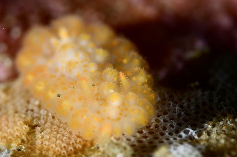 JAPAN okinawa ishigaki