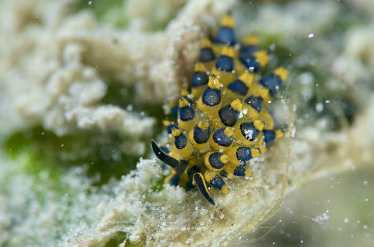 ダイビング　ウミウシ　モウミウシ