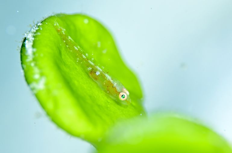ツアー　石垣島　沖縄