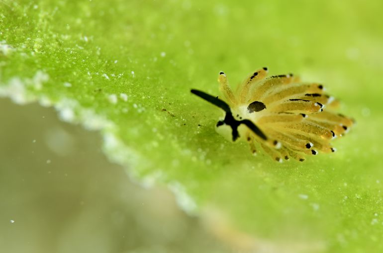 ログ　スキューバ　観光