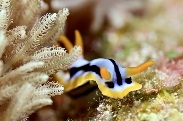 石垣　スキューバ　ダイビング