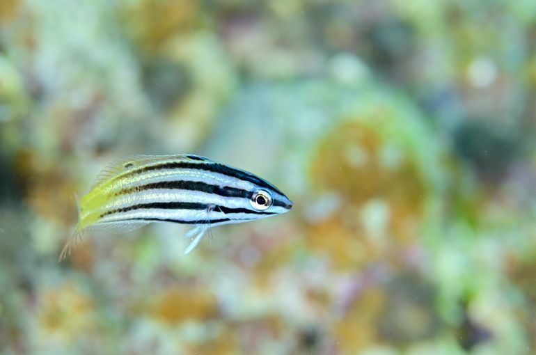 海　旅行　石垣