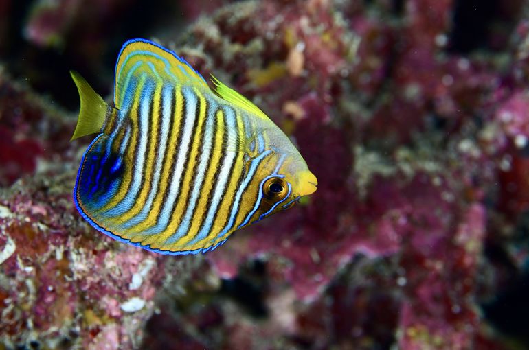熱帯魚　魚　空