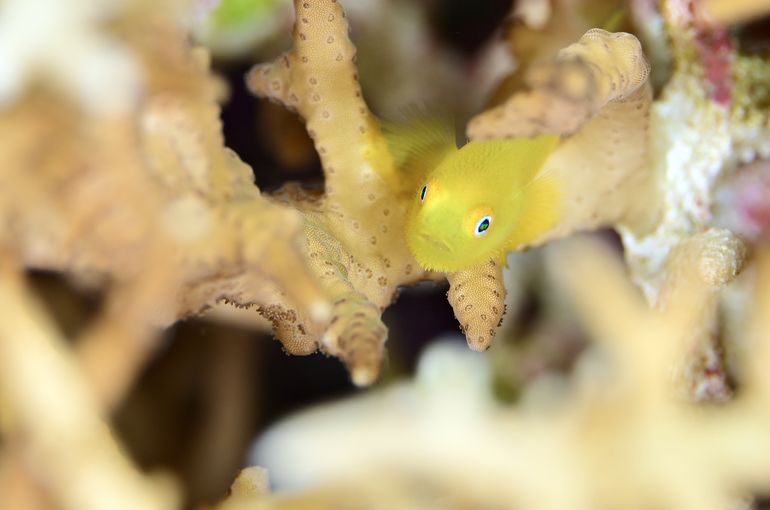 マンタ　mantaray manta