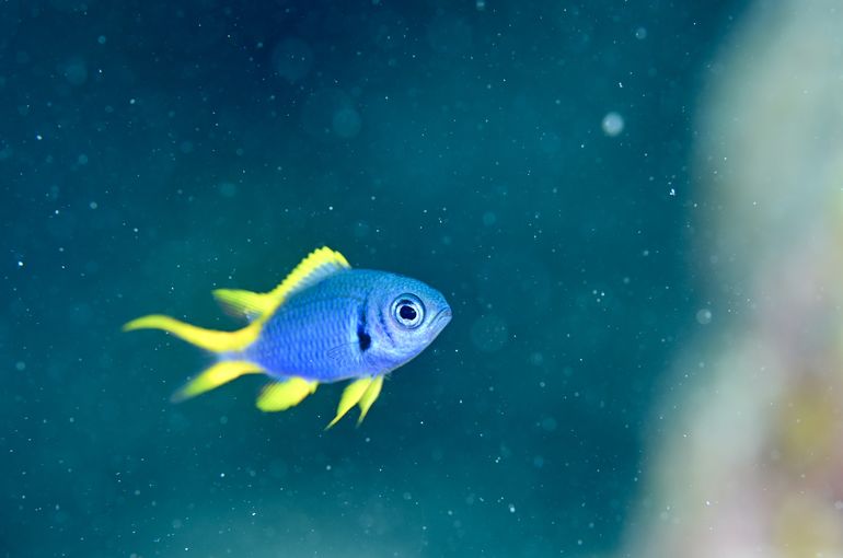 ツアー　石垣　海