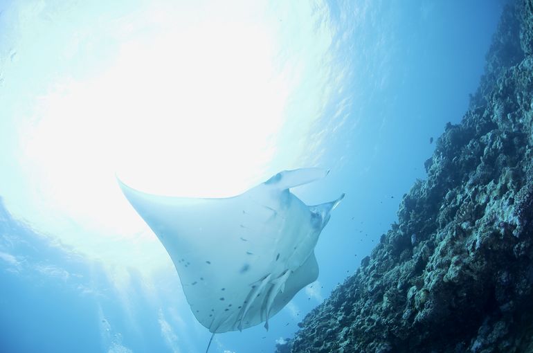 マンタ　mantaray manta