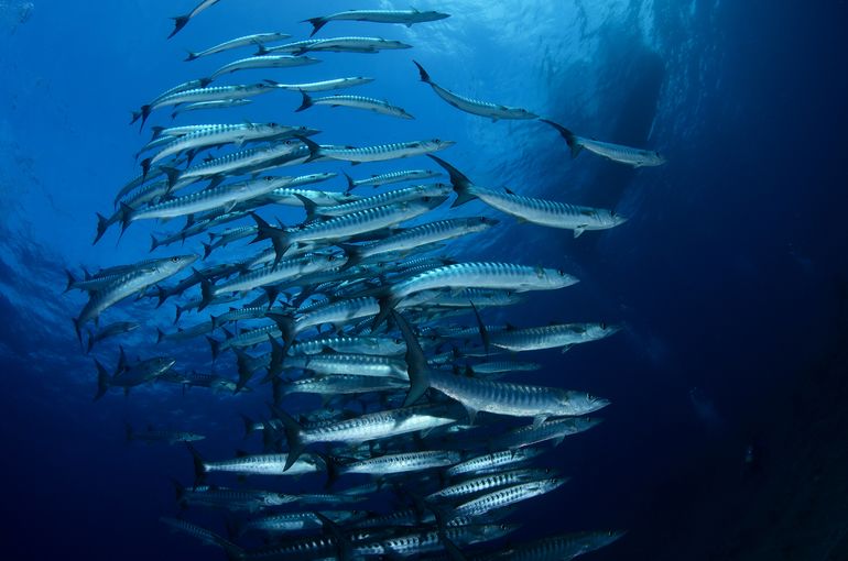 石垣　スキューバ　ダイビング