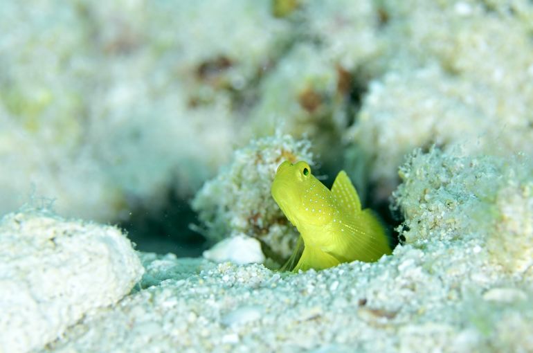 ハゼ　スズメダイ　熱帯魚