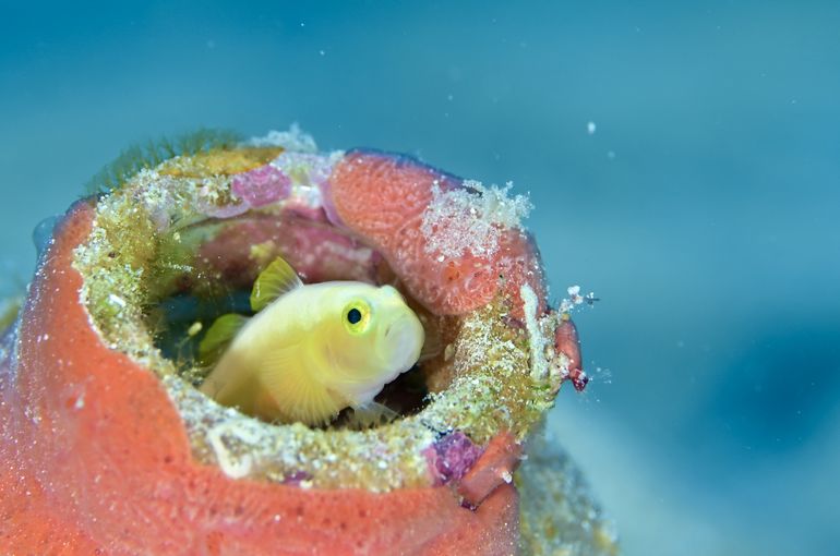 ウミウシ　海　Sea