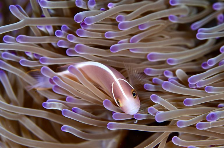 バラクーダ　barracuda 群