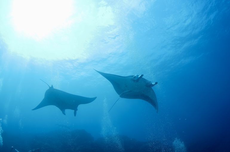 マンタ　manta  mantaray