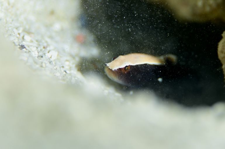 ツアー　旅行　ダイビング