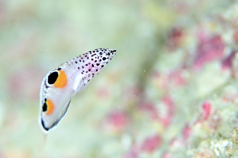 シュノーケル　海　ログ