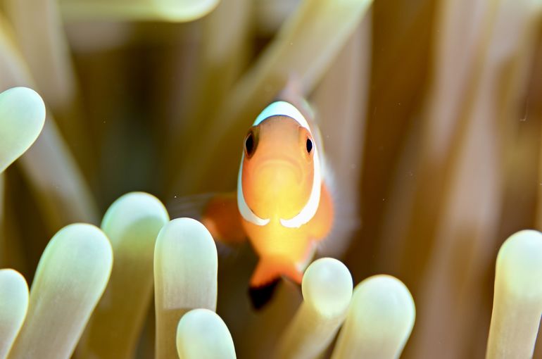 カクレクマノミ　nemo クマノミ