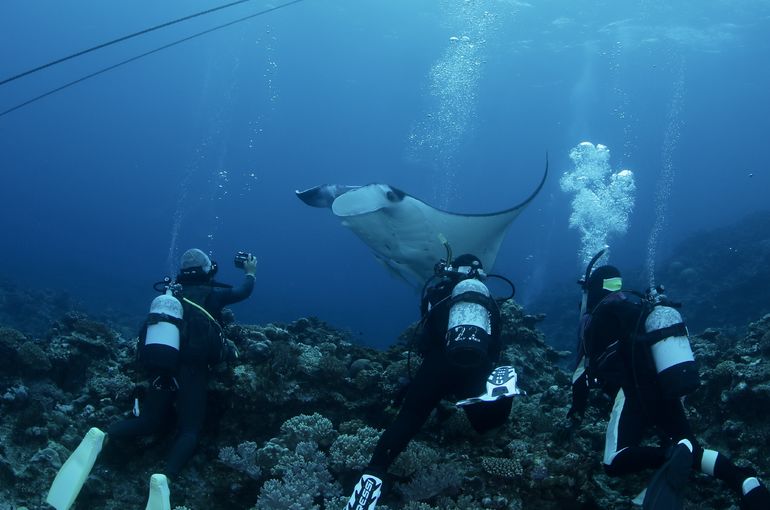 マンタ　石垣　沖縄