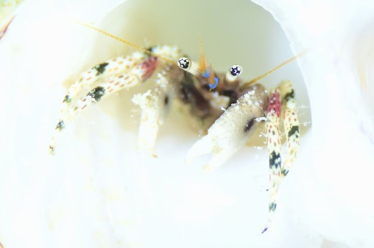 ダイビング　旅行　スキューバ