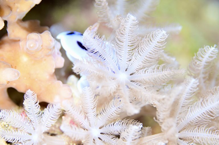 ウミウシ　カドカリ　魚