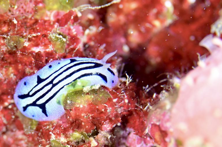 熱帯魚　サンゴ　coral