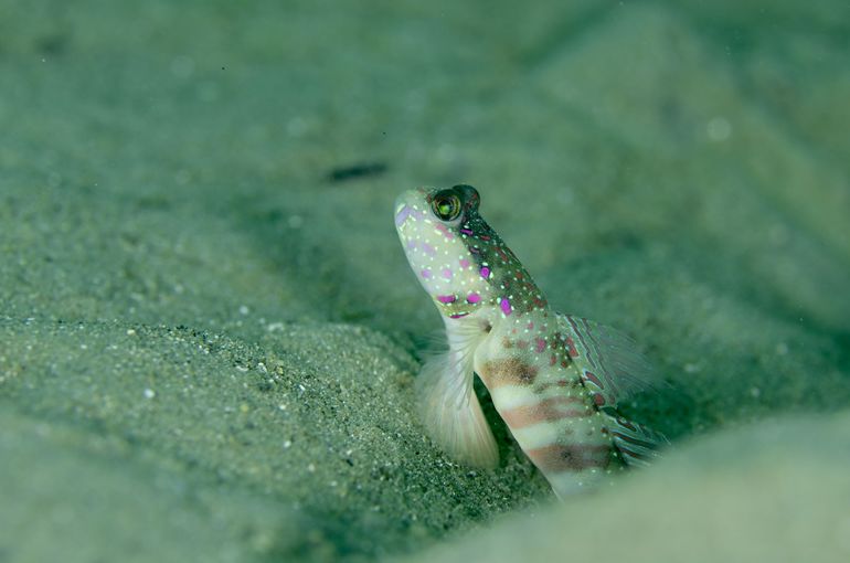 沖縄　okinawa  カスリハゼ