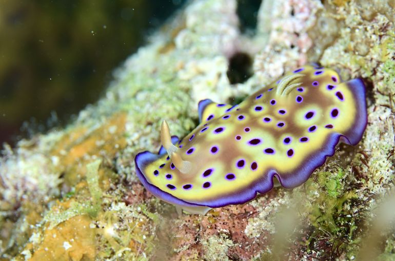 オトヒメウミウシ　ジョーフィッシュ　格安