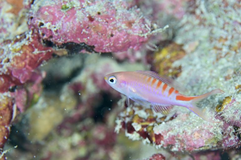 ハナゴイ　アカボシハナゴイ　水温