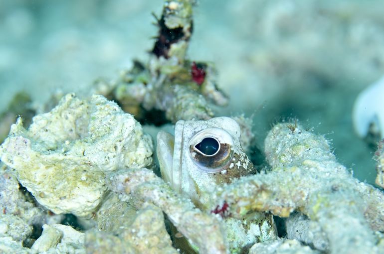 カエルアマダイ　船　梅雨