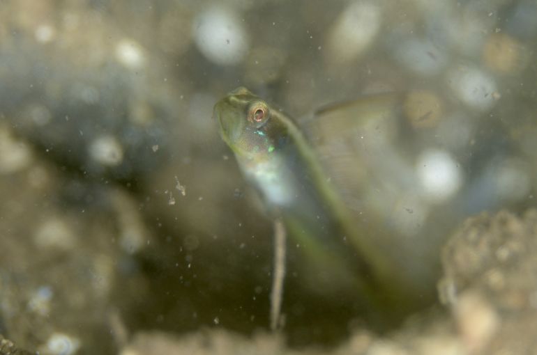 ハゼ　ハゴロモハゼ　ツアー