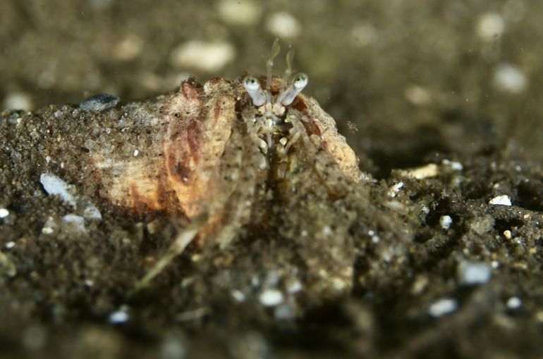 ヤドカリ　カニ　エビ