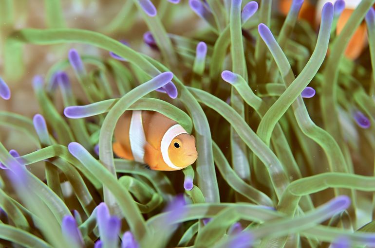 クマノミ　カクレクマノミ　ニモ