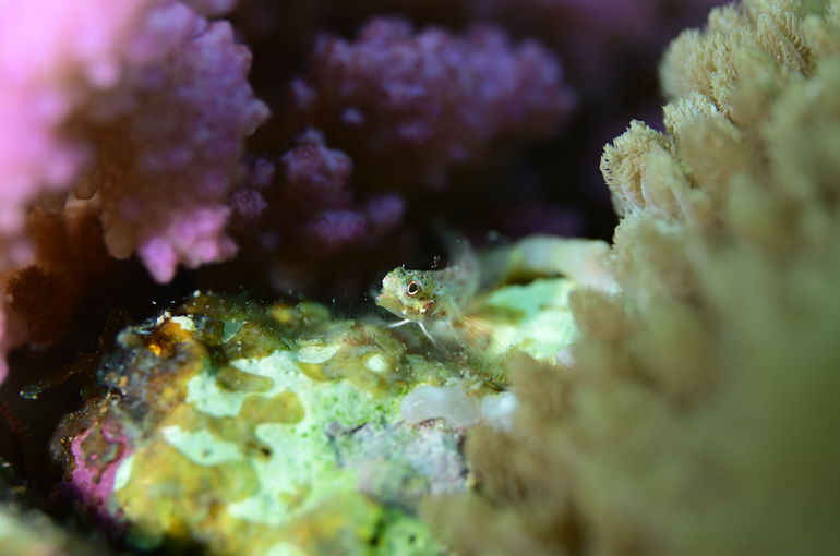 テグリ　ダイビング　マクロ