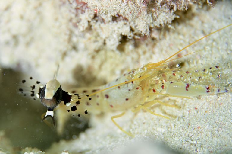 オドリハゼ　テッポウエビ　旅行