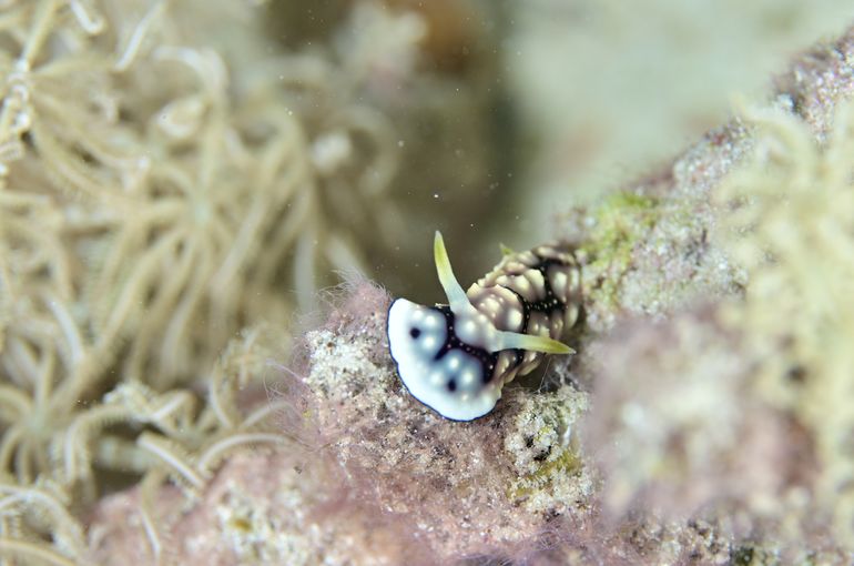 ウミウシ　キカモヨウウミウシ　サンゴ