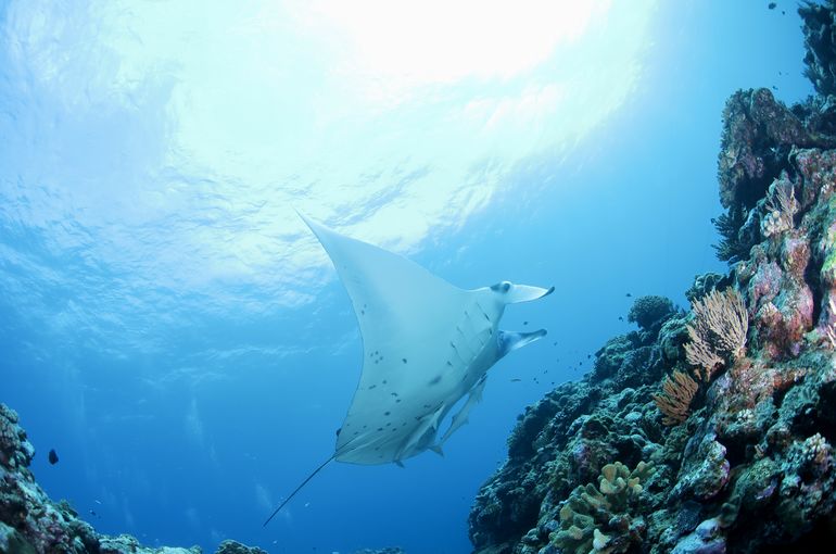 マンタ　石垣　格安！