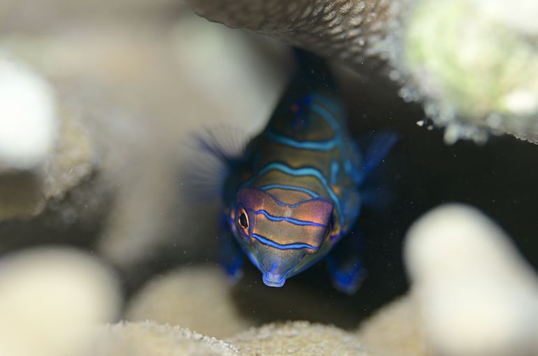 カミソリウオ　ニシキフウライウオ　ニシキテグリ