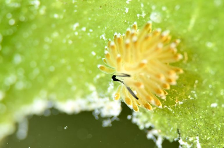 ウミウシ　モウミウシ　イリオモテモウミウシ