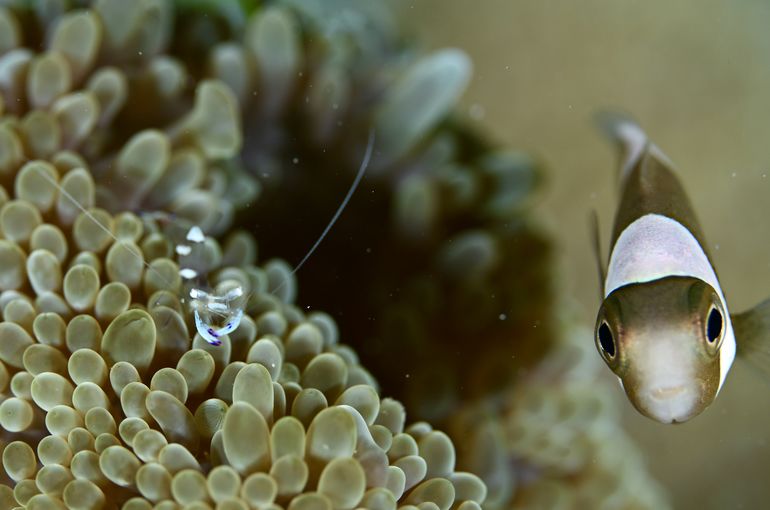 トウアカ　クマノミ　トウアカクマノミ