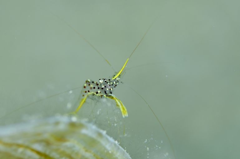 エビ　ミカヅキコモンエビ　shrimp