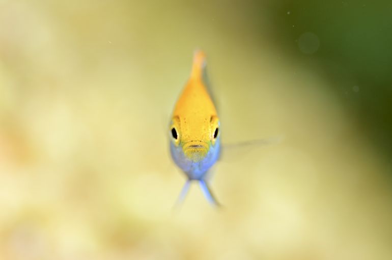 スズメダイ　オジロスズメダイ　スキューバ