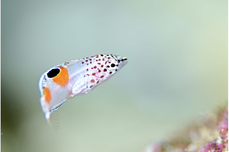 ベラ　カンムリベラ　ダイビング