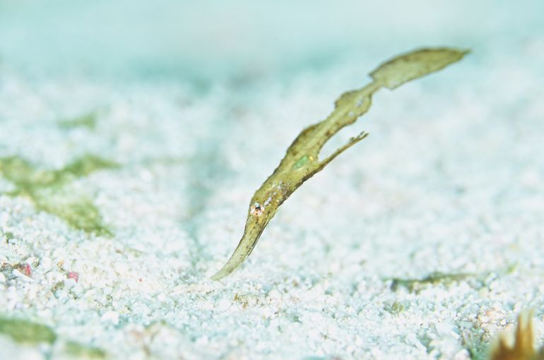 船　cruiser  ショップ