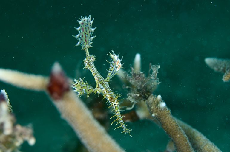 pineapple パイナップル　カミソリウオ