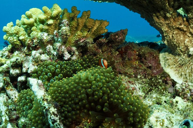 クマノミ　イソギンチャク　ワイド