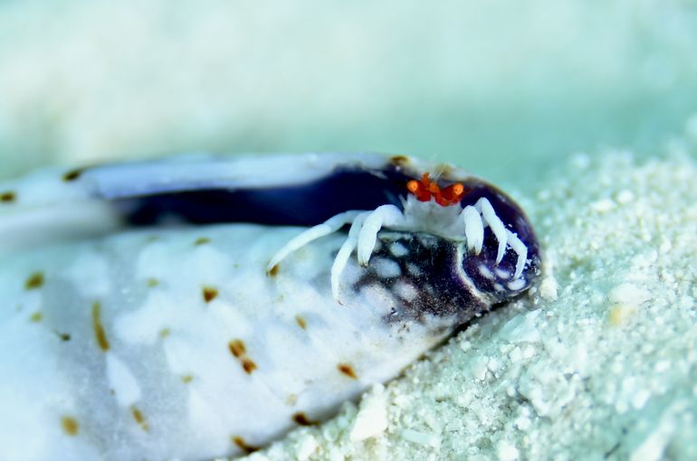 ヤドカリ　カニ　リベンジ