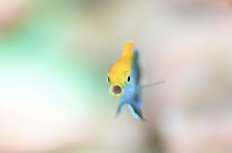 スズメダイ　オジロスズメダイ　タイ